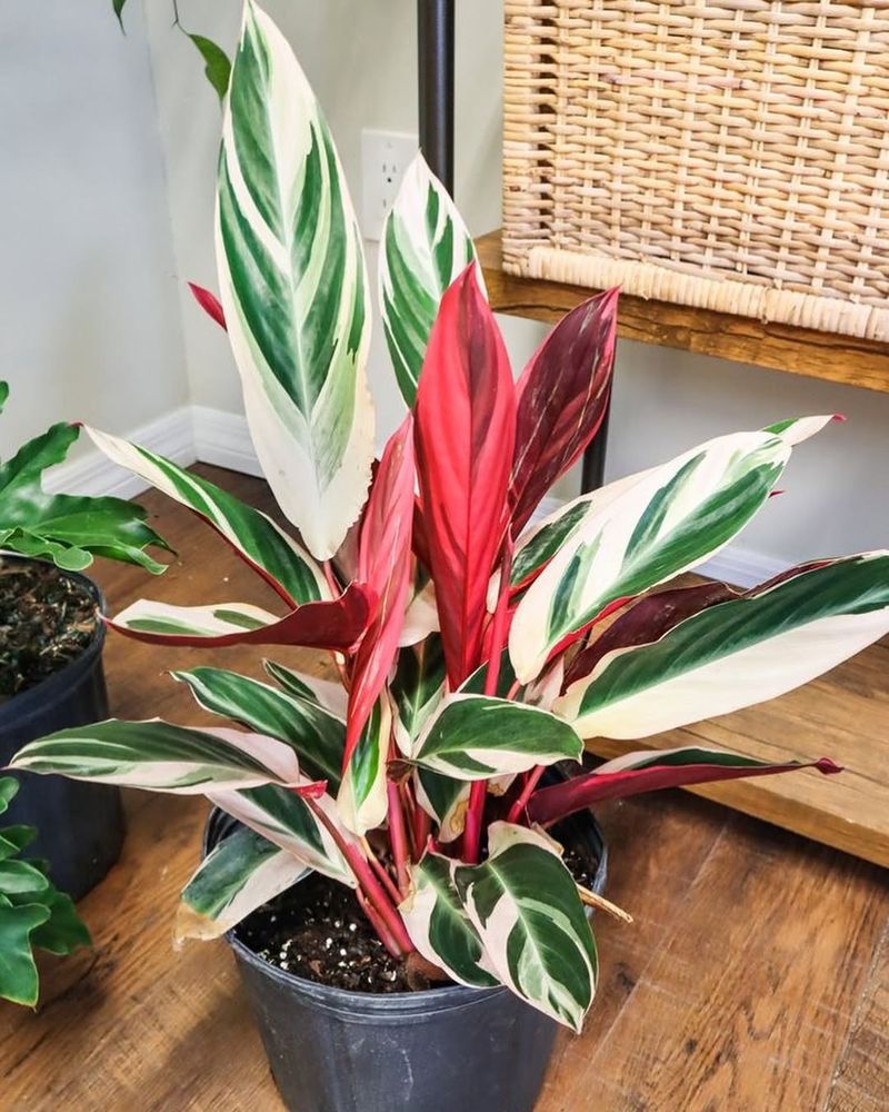Stromanthe Triostar