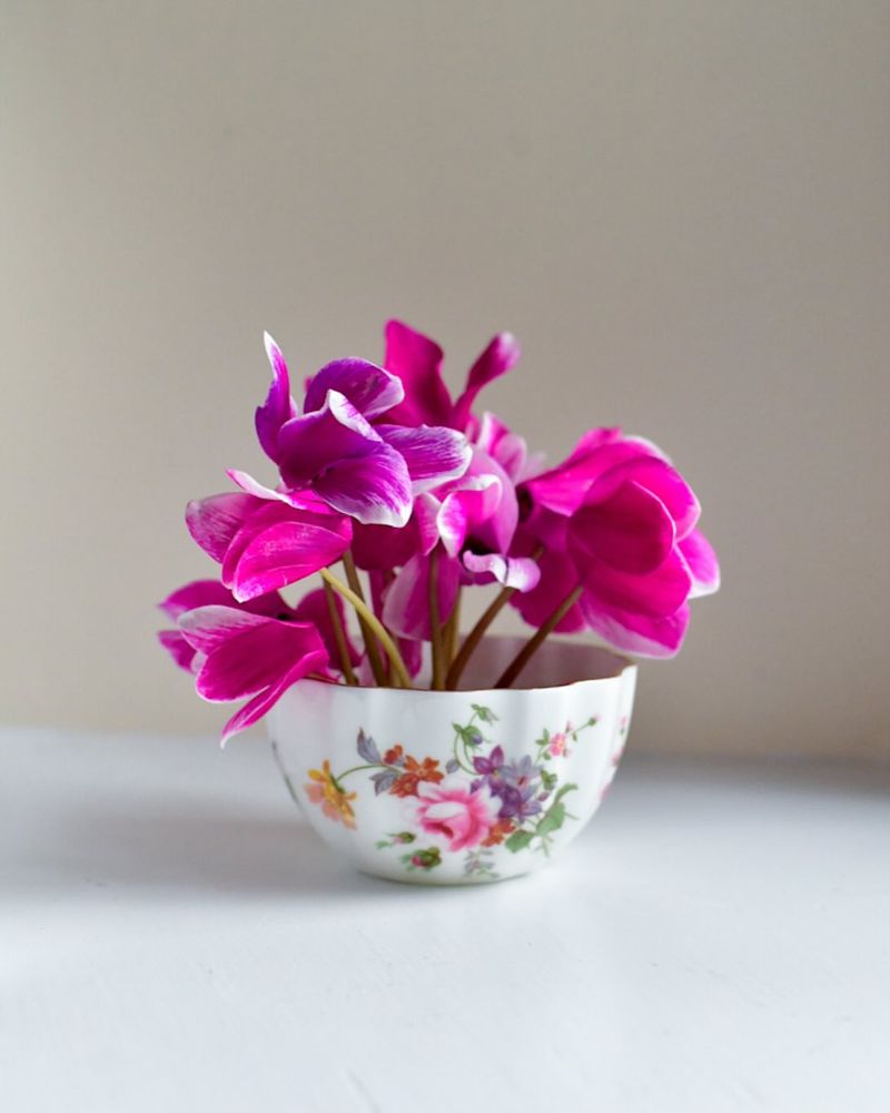 Cyclamen