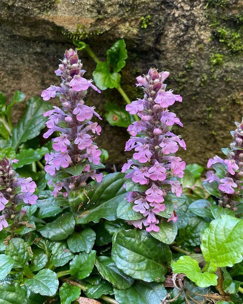 Ajuga