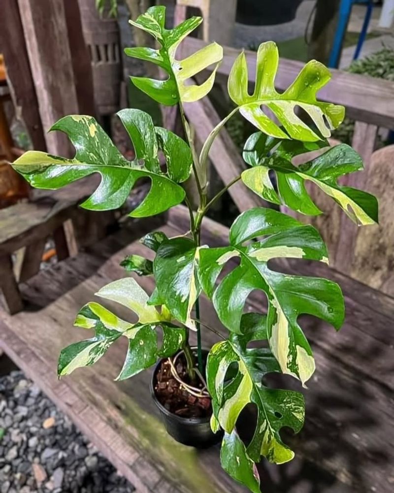 Rhaphidophora Tetrasperma Variegated