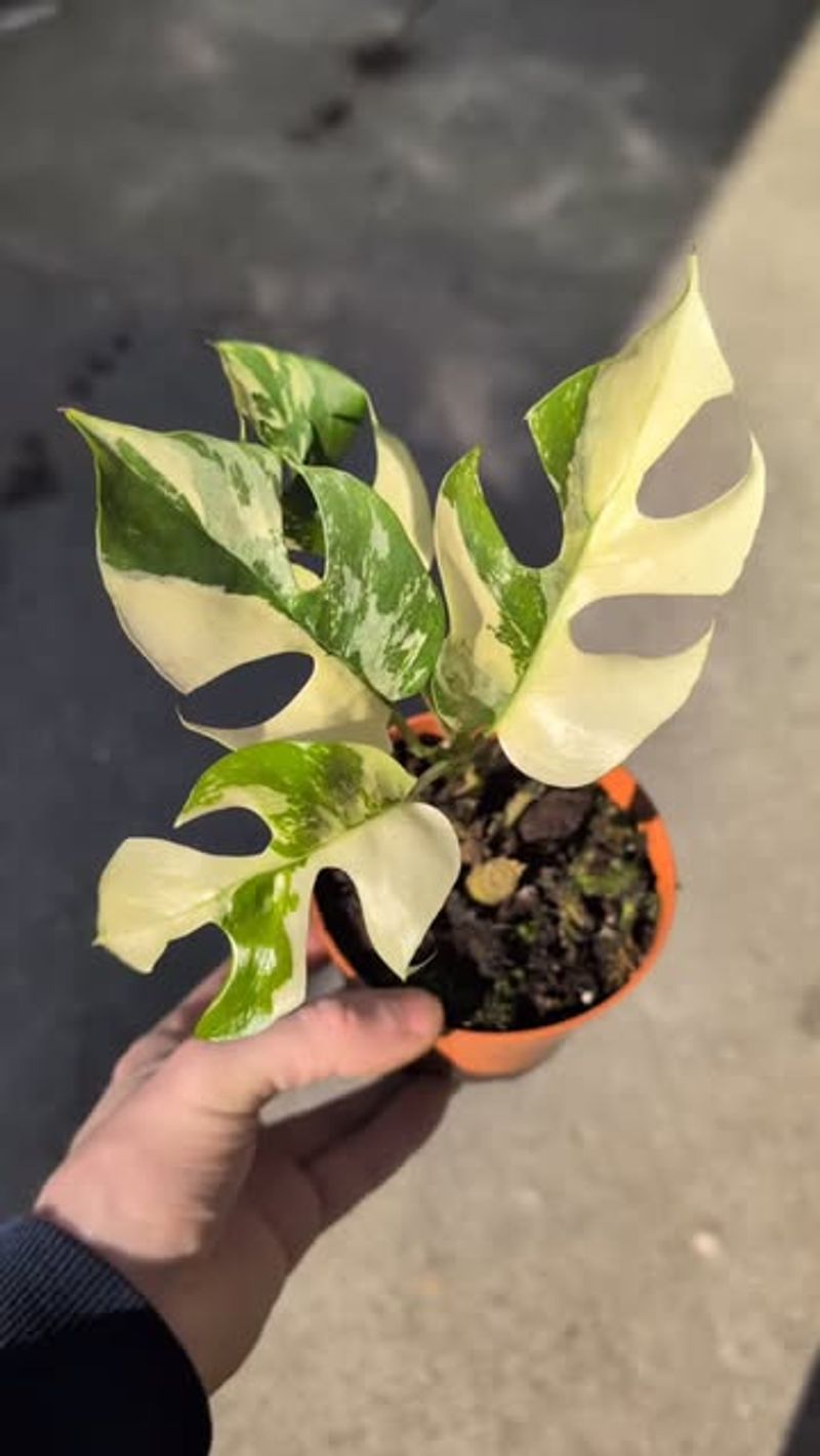 Rhaphidophora Tetrasperma Variegated