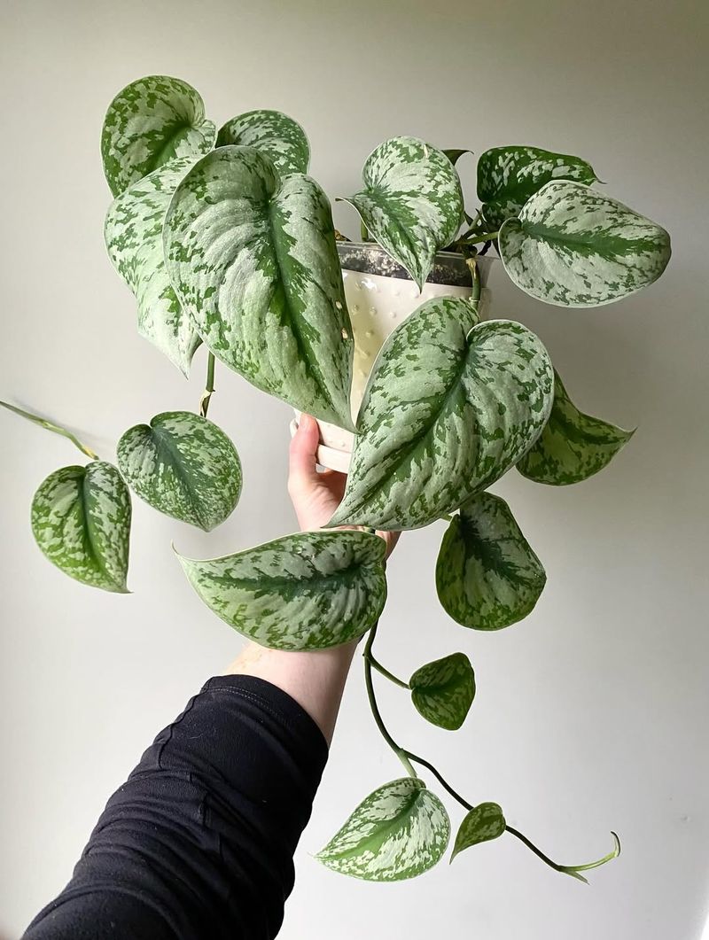 Scindapsus Pictus Exotica