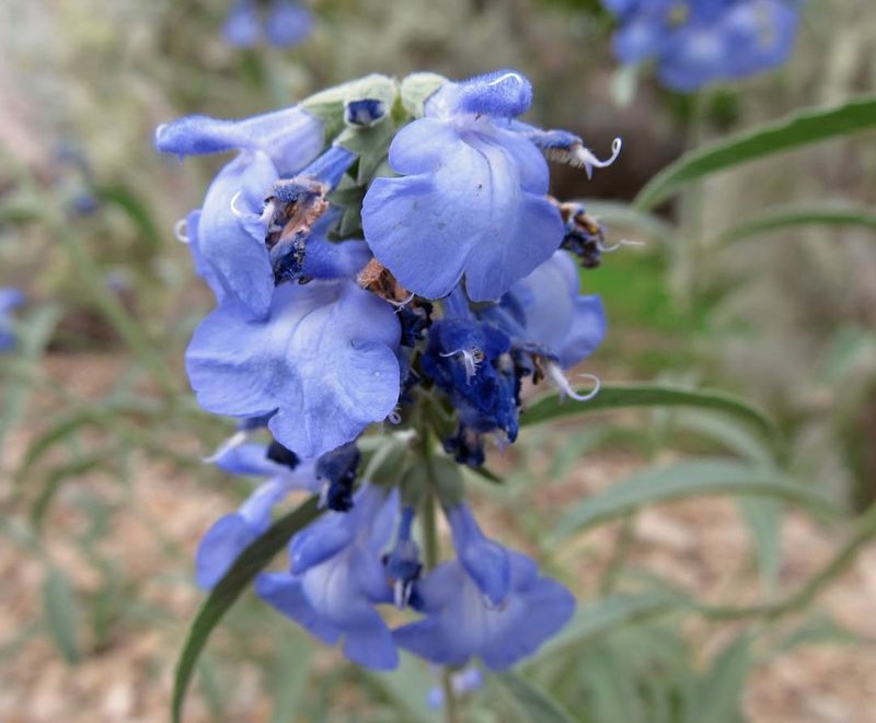 Salvia