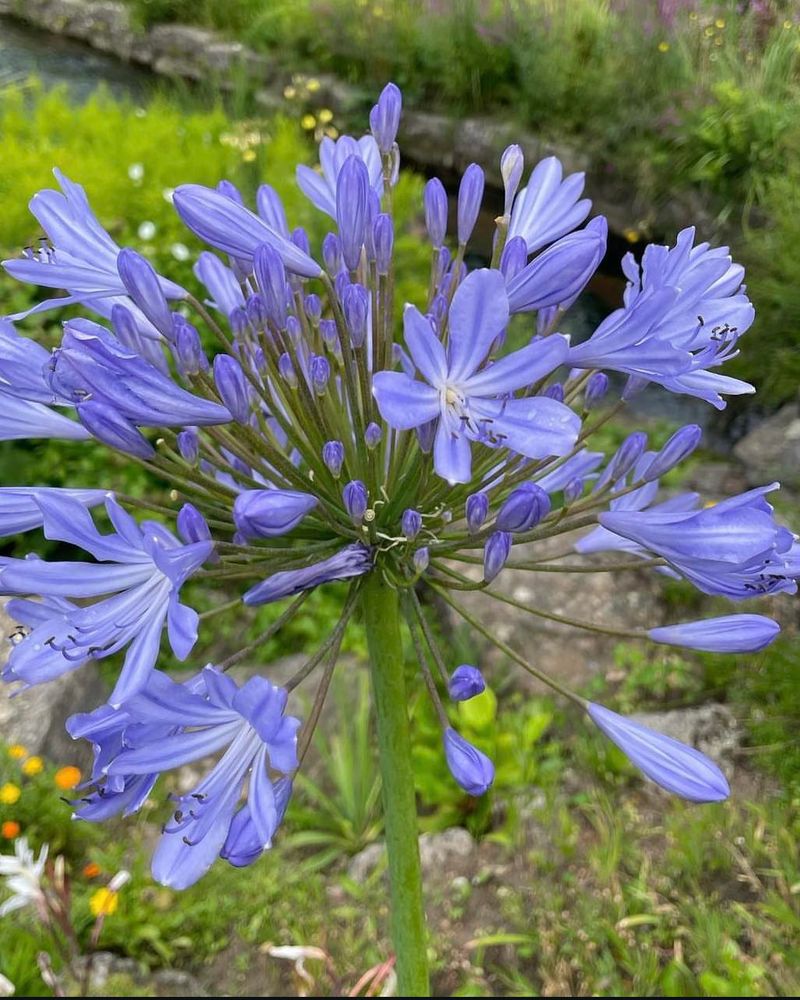 Agapanthus