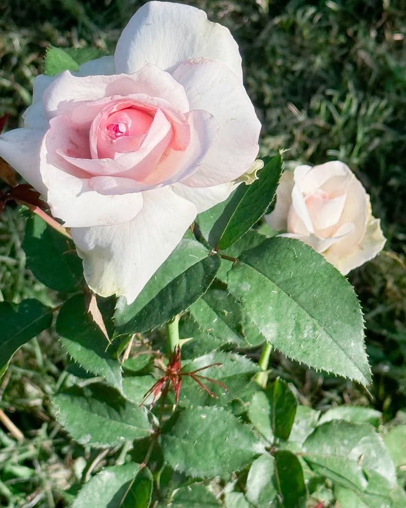 Early Detection Saves Your Roses