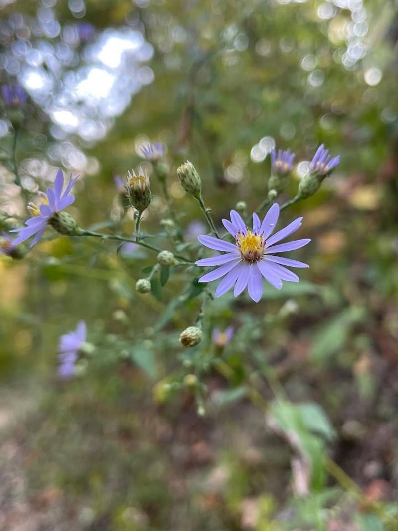 Asters (Symphyotrichum species)