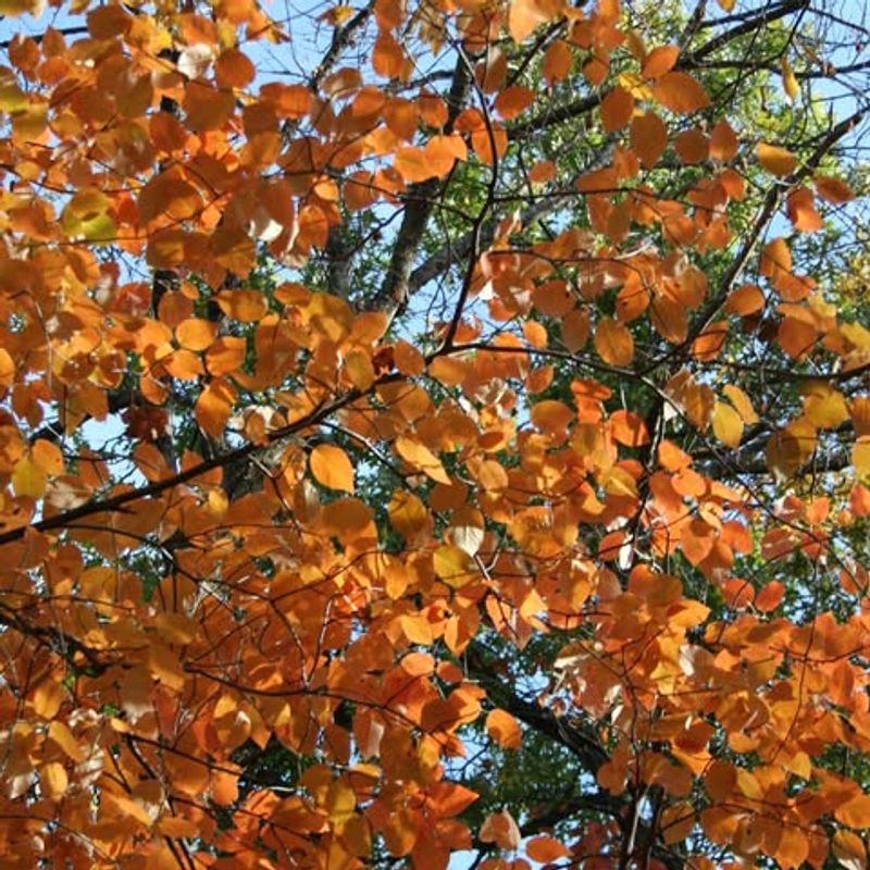 Sheltered Branches Provide Perfect Resting Spots