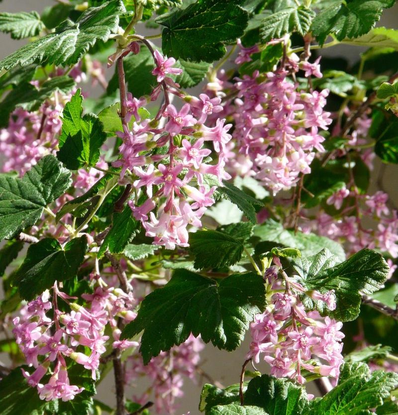 Adaptable To Sun Or Shade