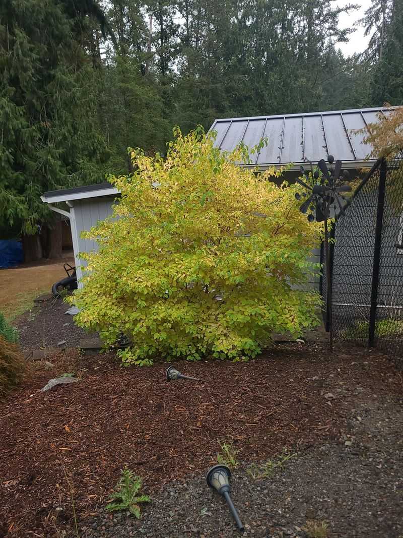 Shrubby Dogwoods With Spent Stems