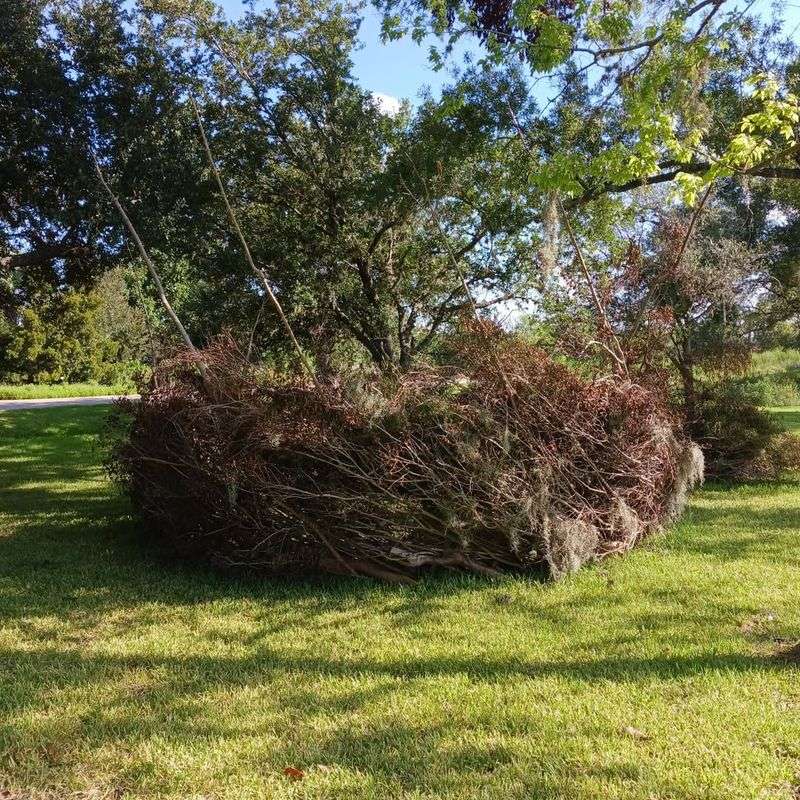 Brush Piles Provide Safe Hiding Spots
