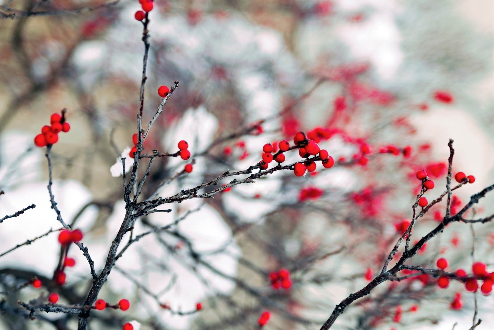 Best Shrub To Plant This Fall For Winter Color In Virginia