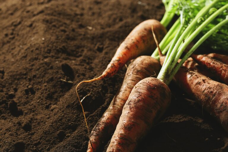carrots on soil