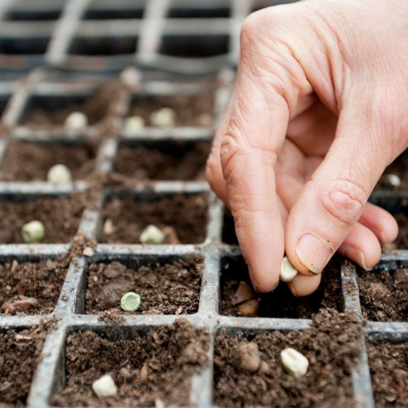 Choose A Well-Draining Potting Mix