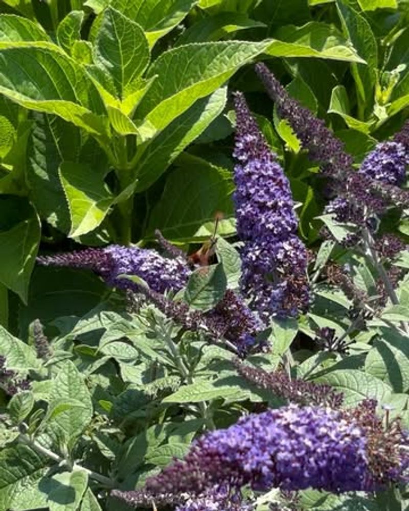 Butterfly Bushes Require Constant Deadheading