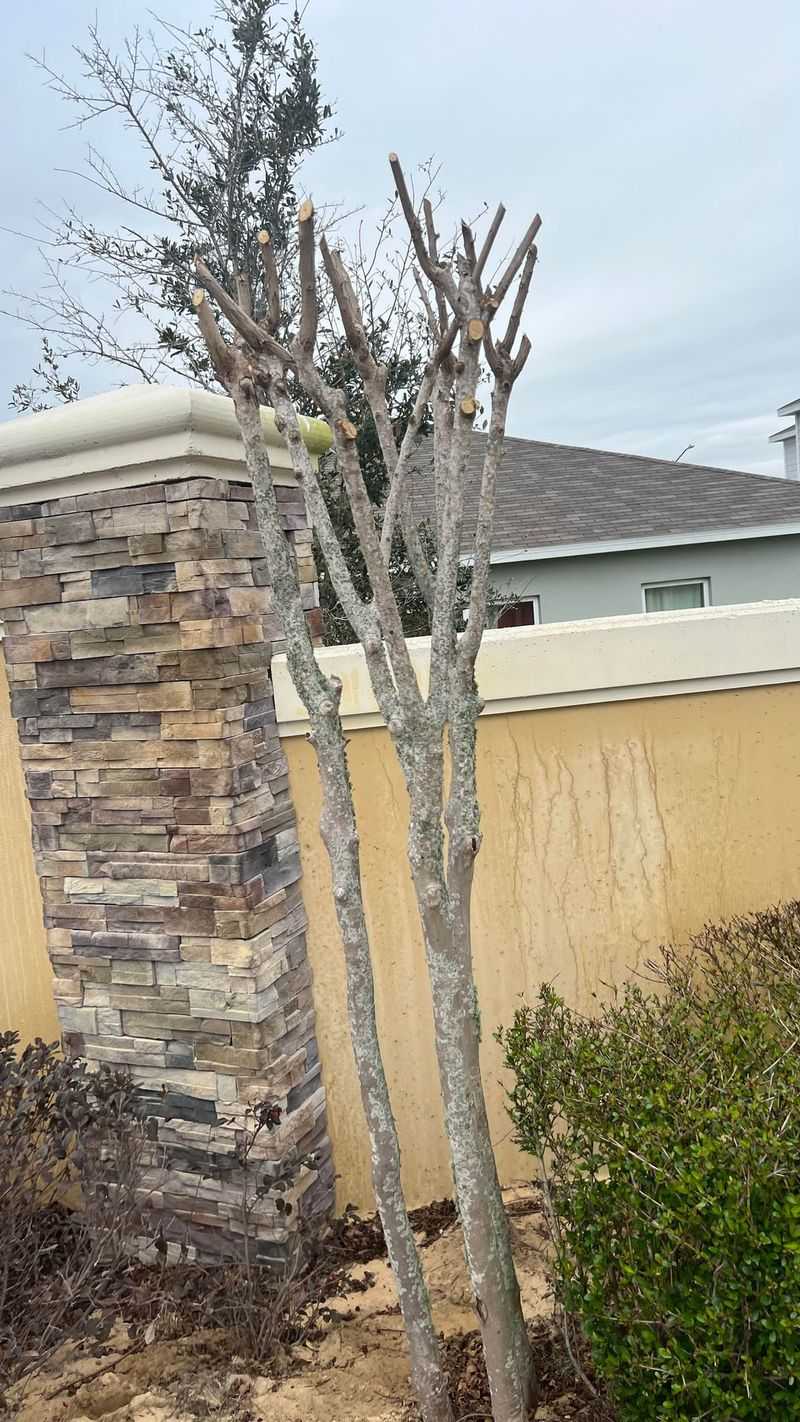 Preparing Trees for Winter Storms