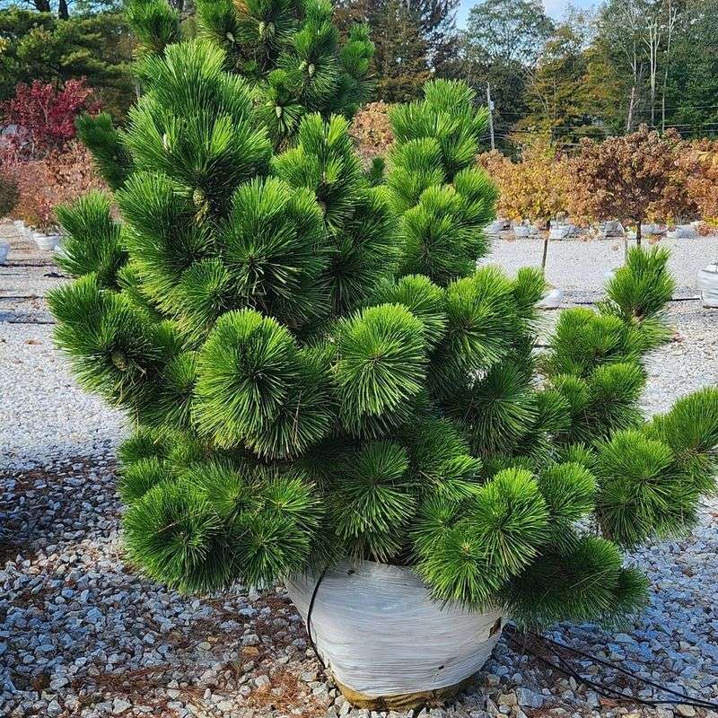 Japanese Black Pine
