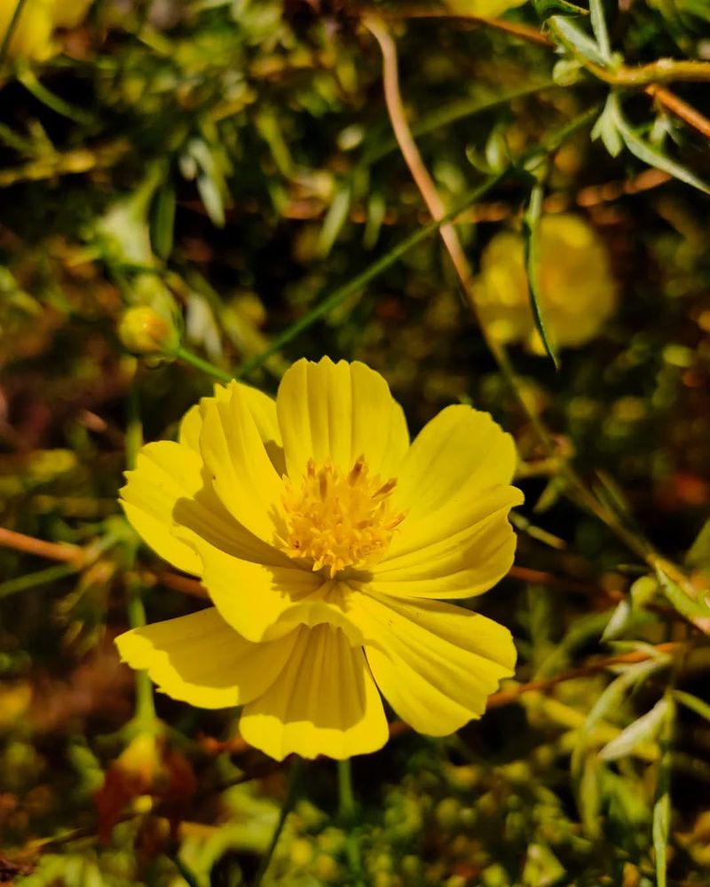 Cosmos sulphureus