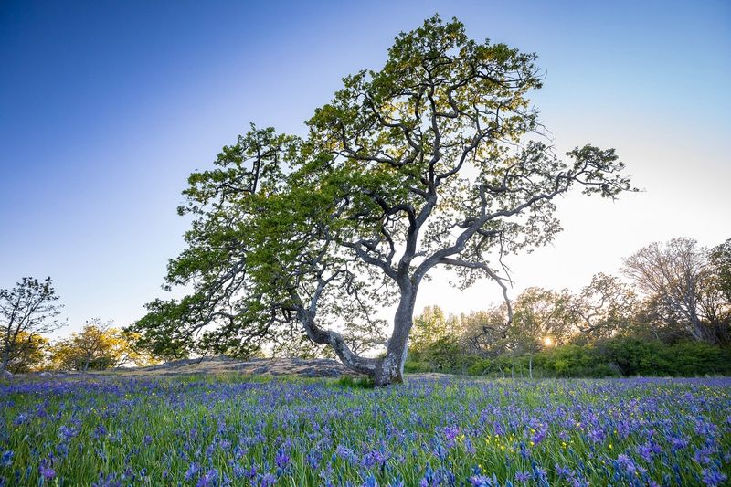 Garry Oak