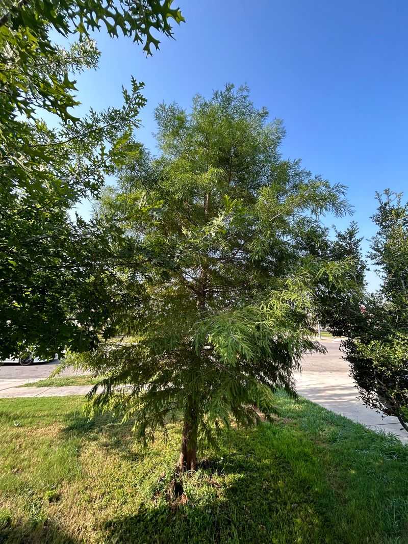 Montezuma Cypress