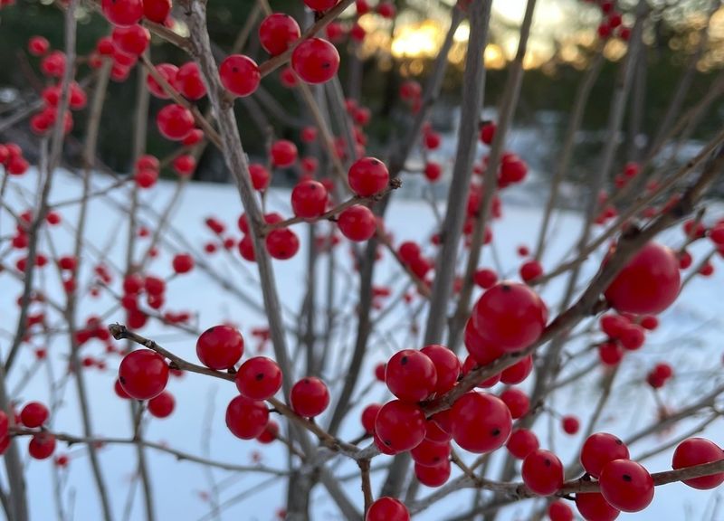 Dramatic Winter Display