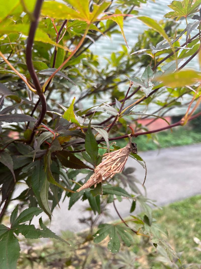 Bagworm Cocoons