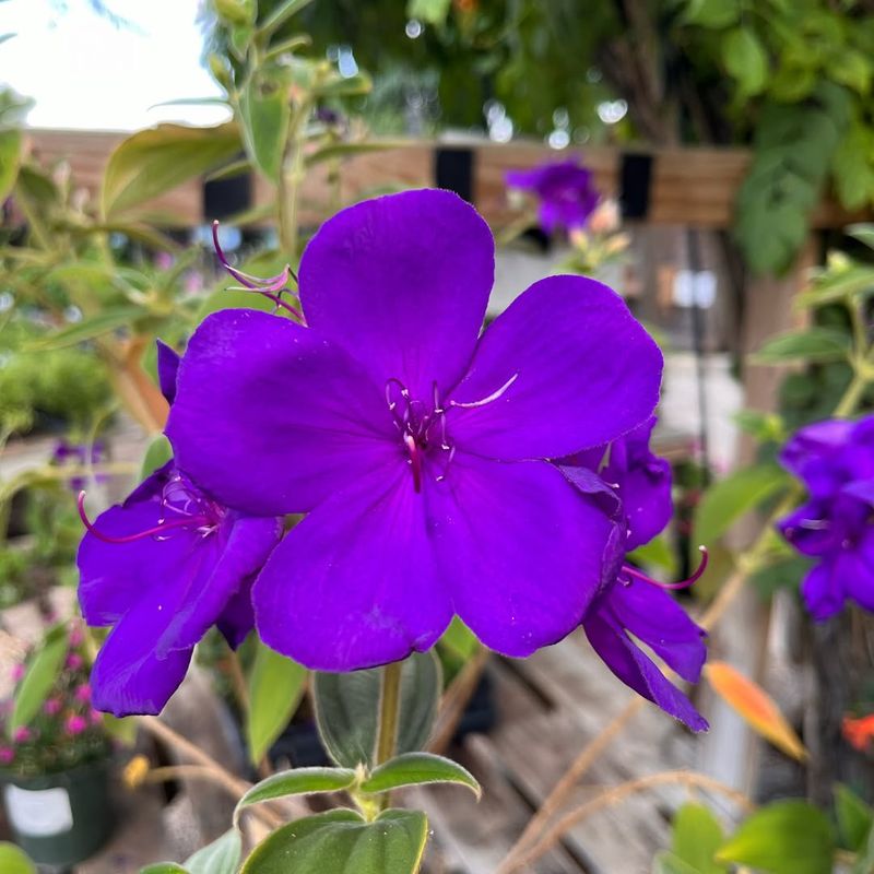 Princess Flower