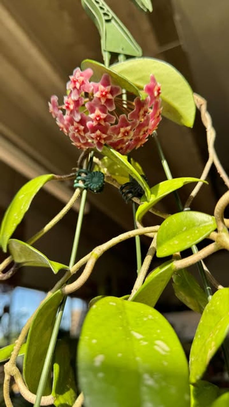 Hoya (Wax Plant)
