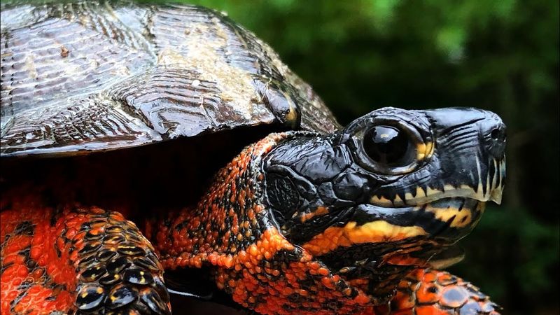 Wood Turtle