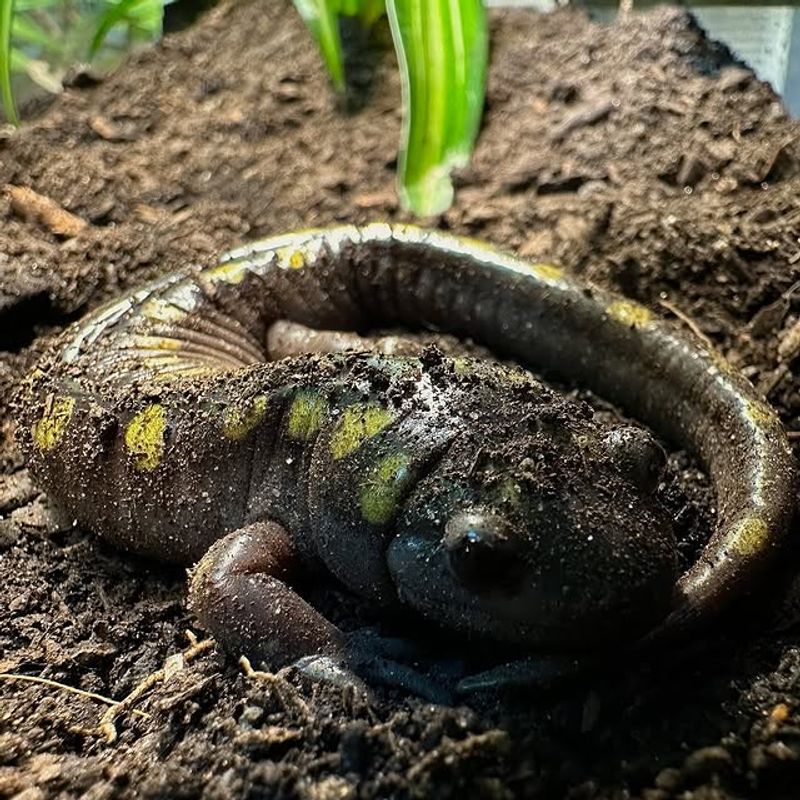 Spotted Salamanders: Garden Soil's Secret Residents