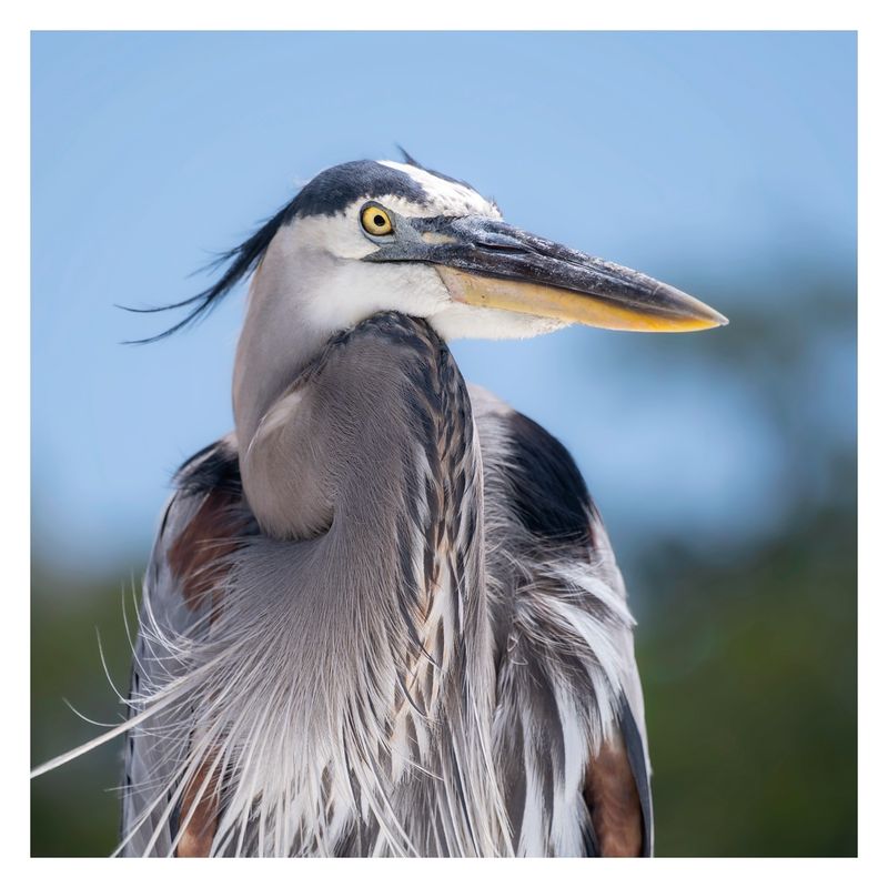 Great Blue Herons