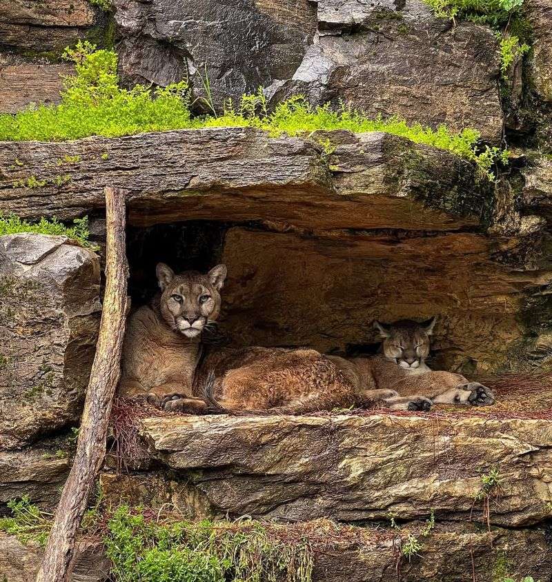 Mountain Lions