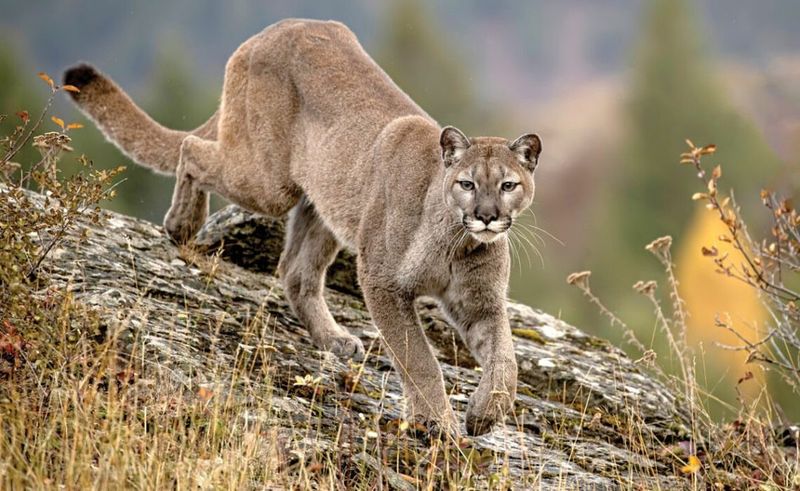 Mountain Lions