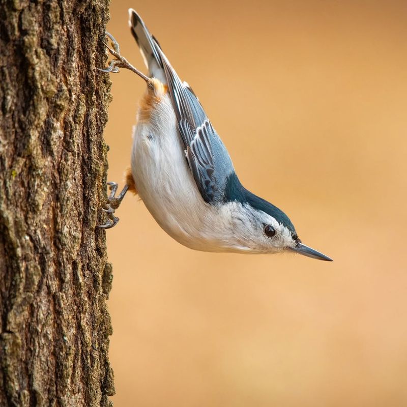White-Breasted Nuthatch