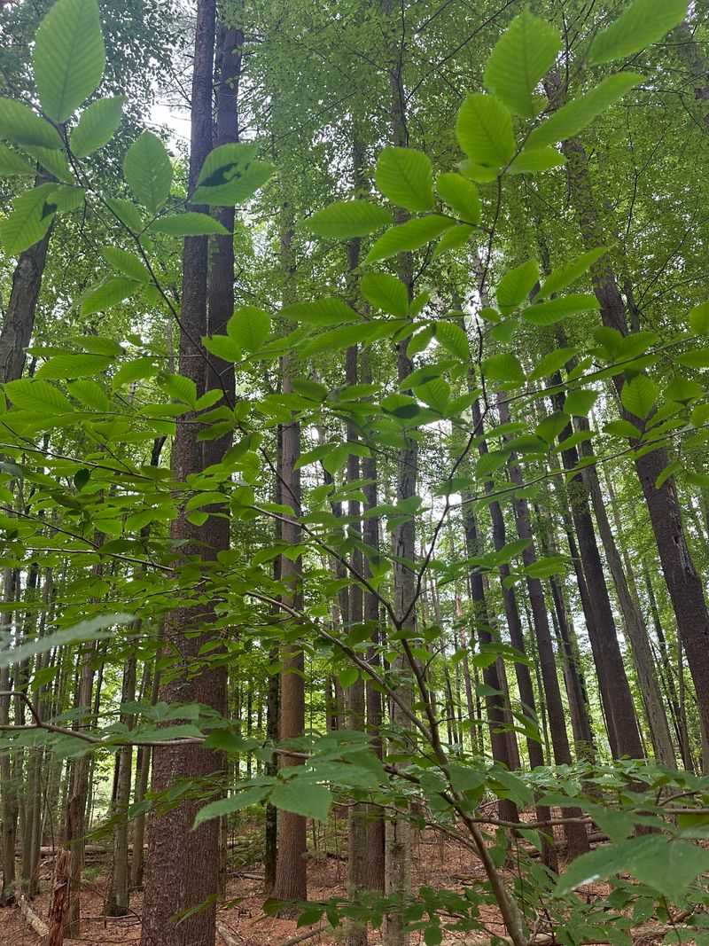 American Beech