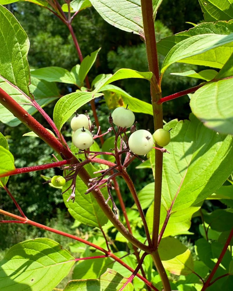 Dogwood