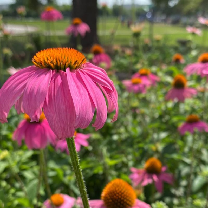 Purple Coneflower