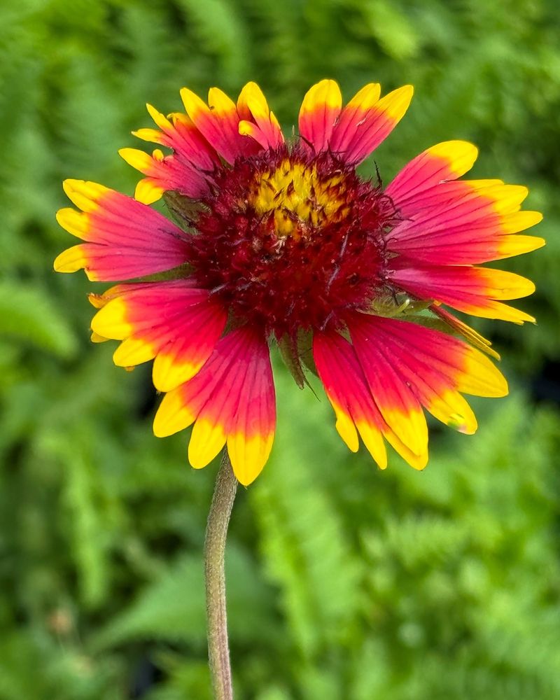 Firewheel (Indian Blanket)