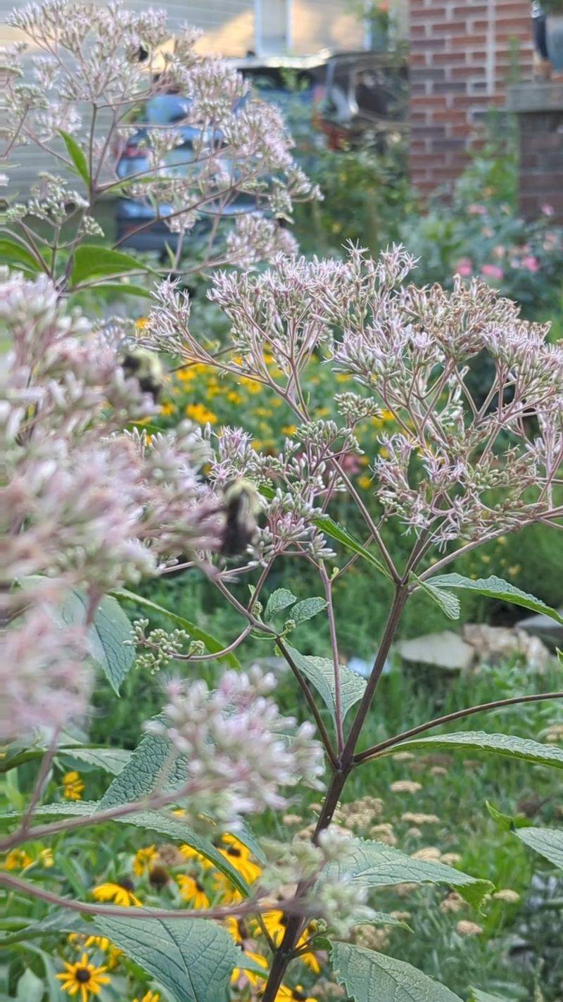 Joe-Pye Weed (Eutrochium purpureum)