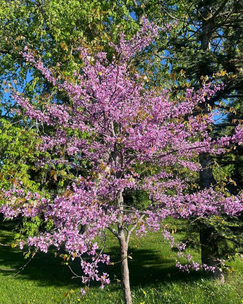 Eastern Redbud Instead of Callery Pear