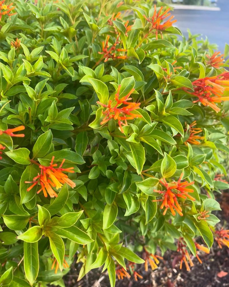 Firebush