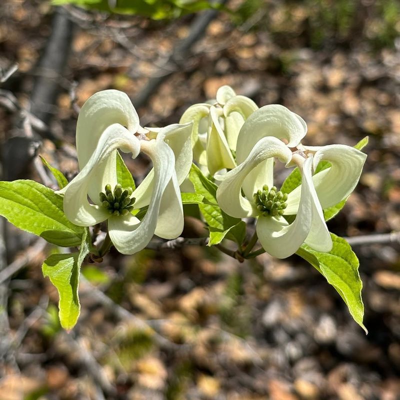Flowering Dogwood