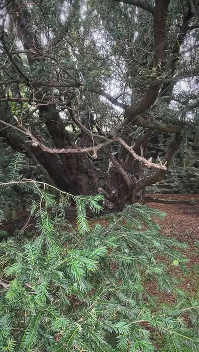 Yew