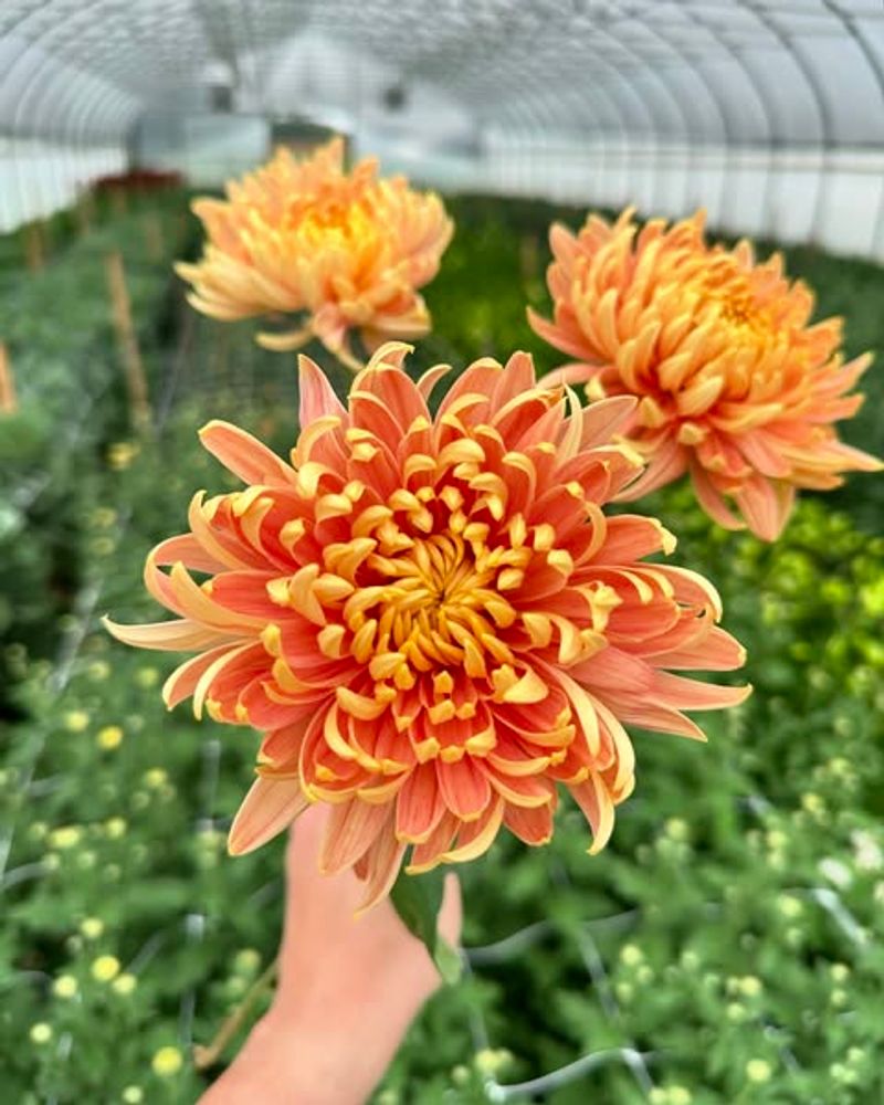 Chrysanthemums