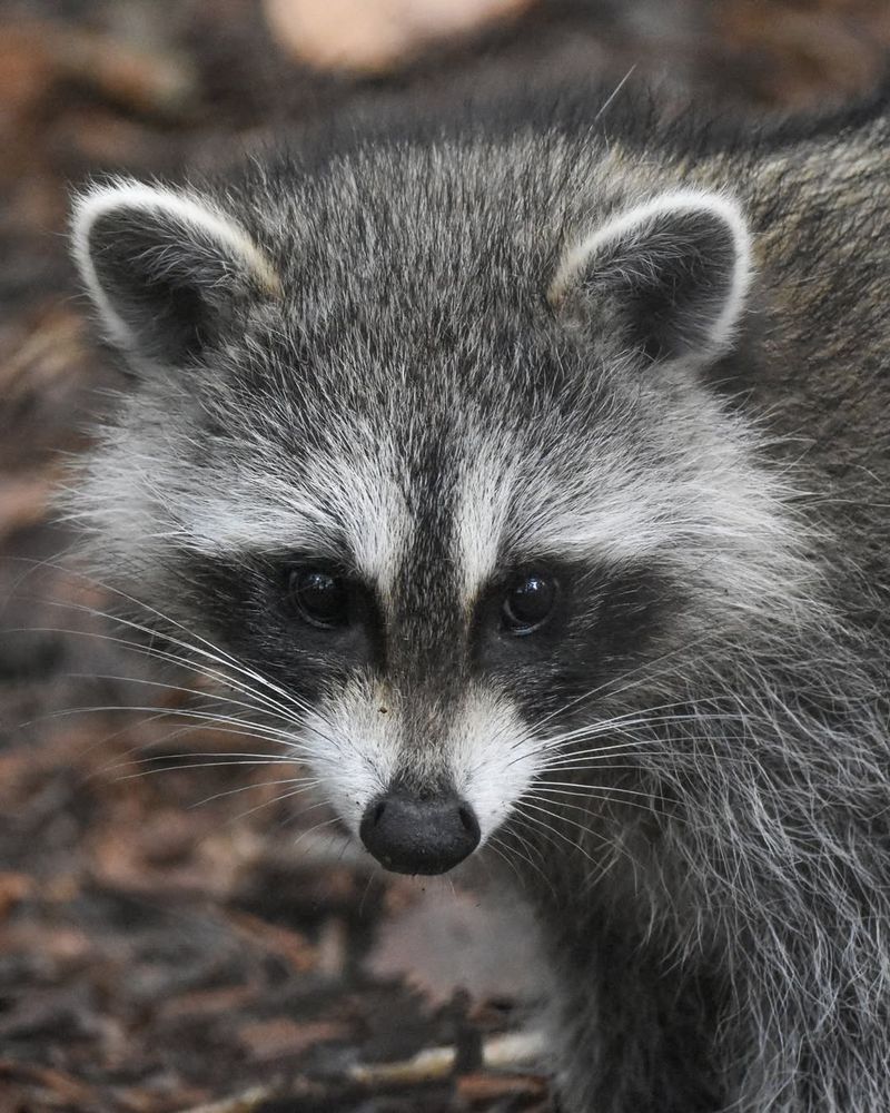 Raccoons