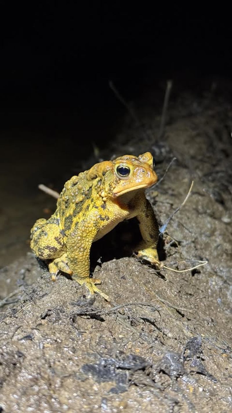 American Toad