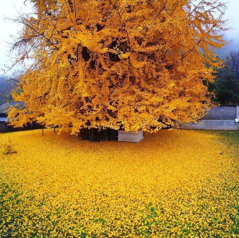 Ginkgo: Golden Rain When Frost Hits