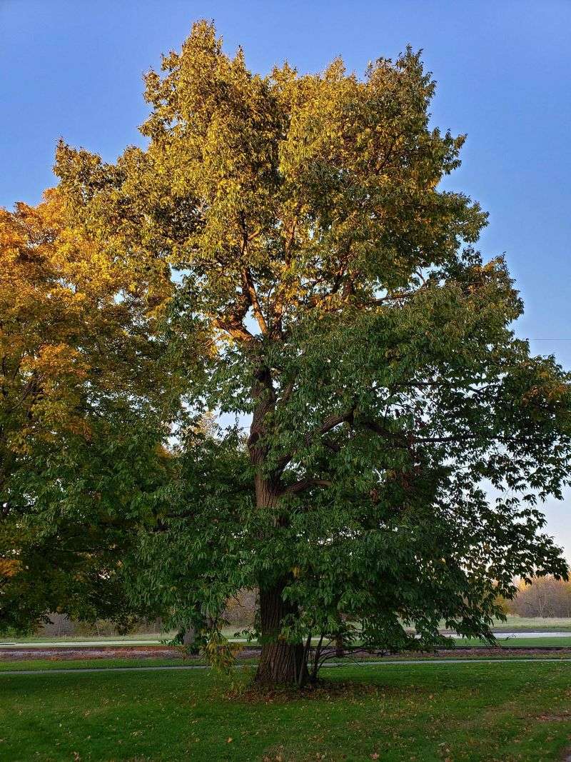 American Chestnut