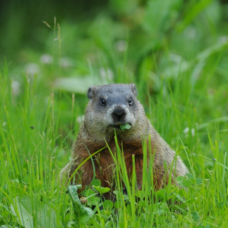 Groundhogs (Woodchucks)