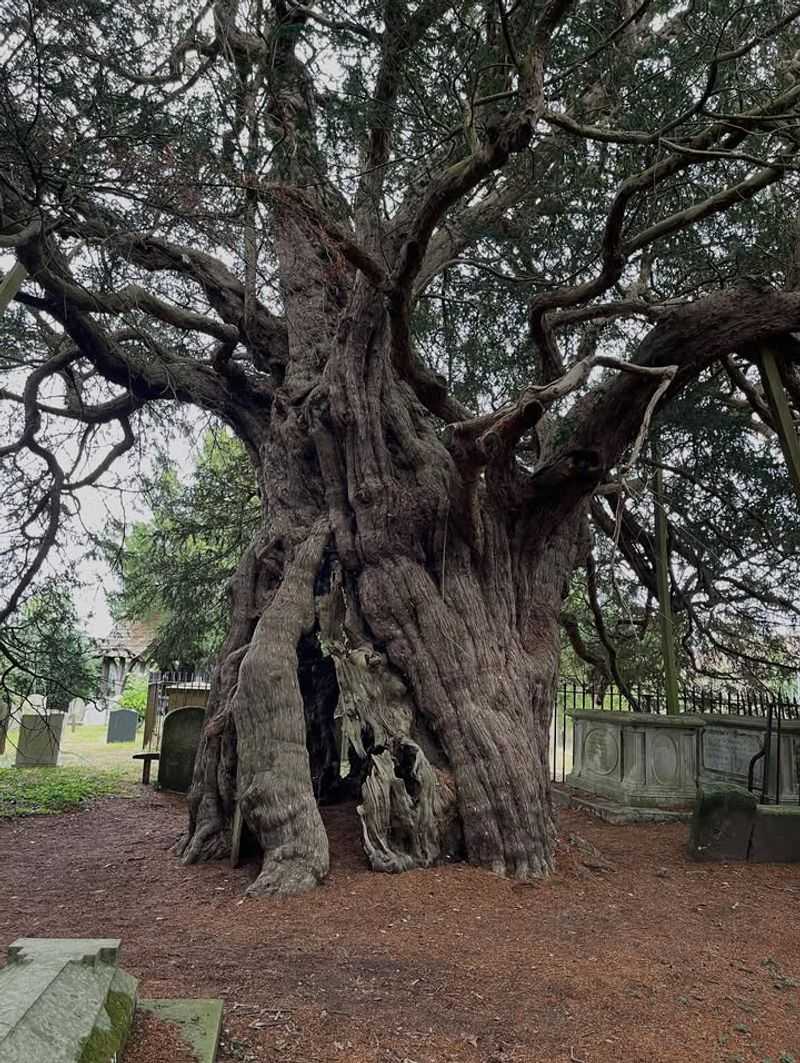 Yew