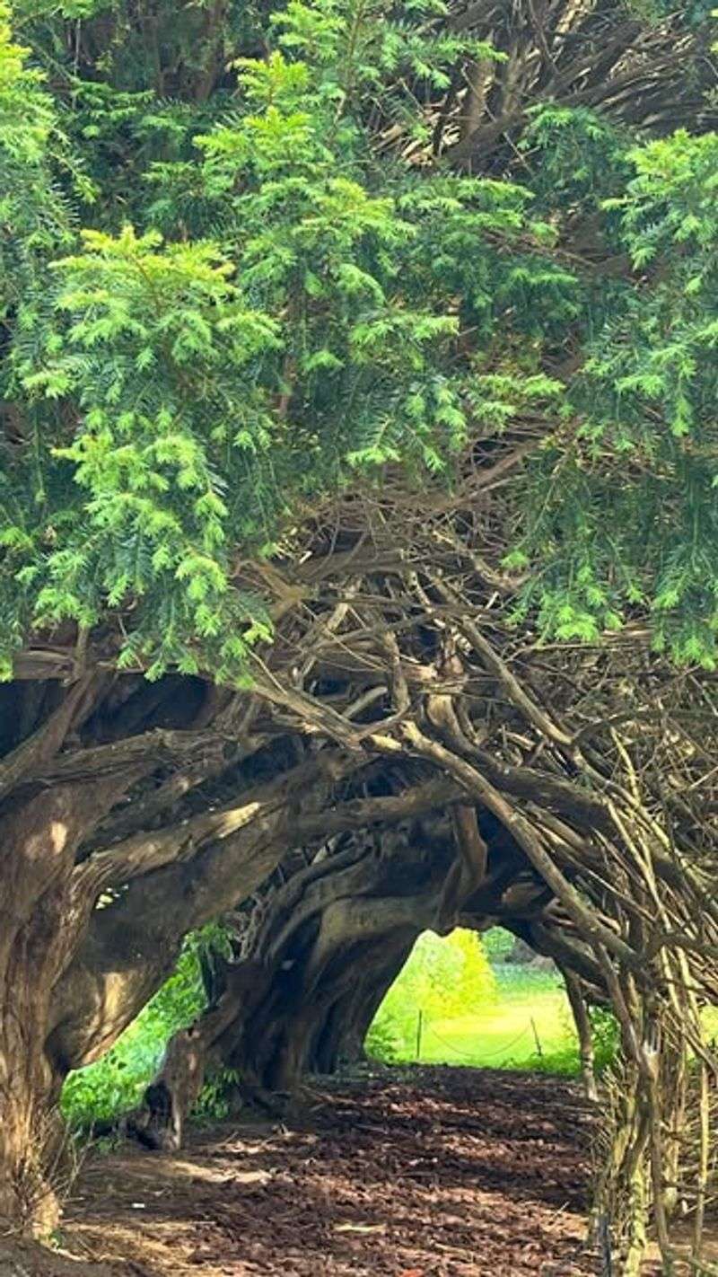 Yew